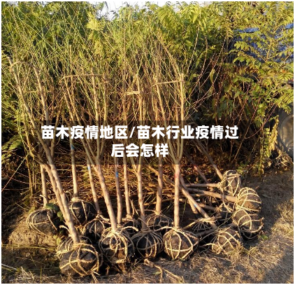 苗木疫情地区/苗木行业疫情过后会怎样-第2张图片