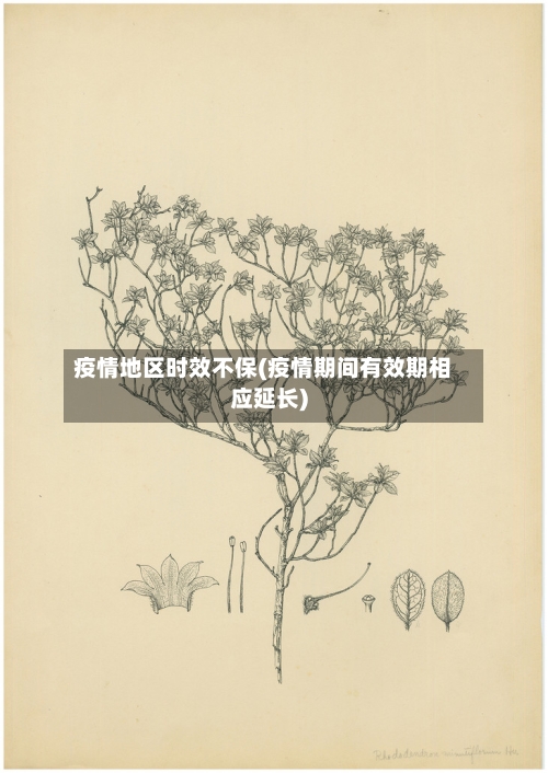 疫情地区时效不保(疫情期间有效期相应延长)-第1张图片